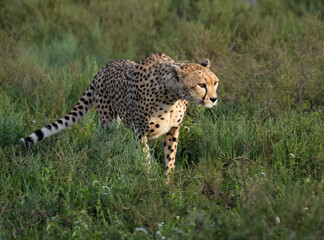  Cheetah slowly moving forward through leafy vegetation