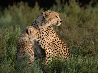  Cheetah Mother and Cub Resting in Tall Grass