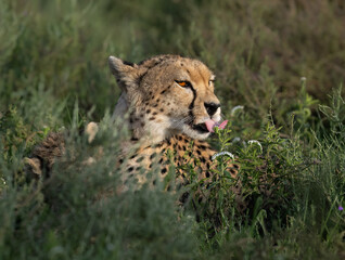 Cheetah Resting in Grassy Savanna Habitat with Tongue Out