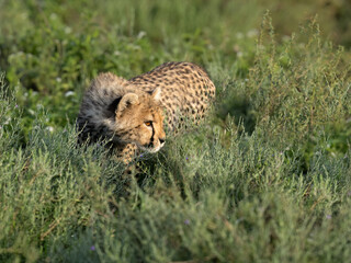  Cheetah slowly moving forward through leafy vegetation
