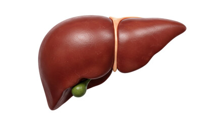 Isolated liver