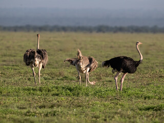 Male and Female Common Ostriches Foraging on Green Plain