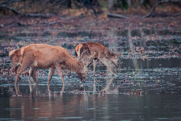 Serenidad Salvaje: Ciervos Bebiendo al Atardecer