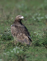 Obraz premium Steppe Eagle Standing on Grassland in Natural Habitat