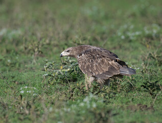 Steppe Eagle Standing on Grassland in Natural Habitat