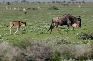 Adult and Juvenile Wildebeest Walking in Open Grassland