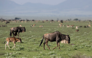 Adult and Juvenile Wildebeest Walking in Open Grassland