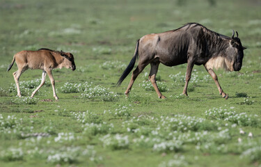 Adult and Juvenile Wildebeest Walking in Open Grassland