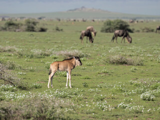 Juvenile Wildebeest Walking in Grassland Habitat