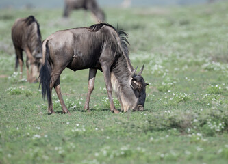 Blue Wildebeest Grazing in Green Grassland Habitat