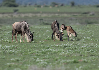 Wildebeest Herd Grazing in Open Grassland