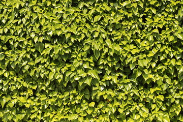 background of green leaves