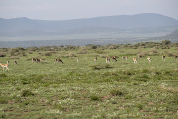 Herd of Thompson's Gazelles Grazing on African Savanna