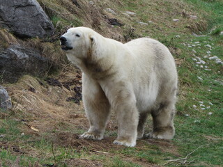 A polar bear sniffing the air in search of food.