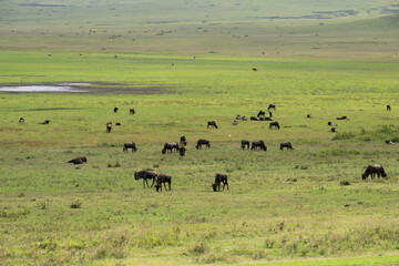 Wildebeest Herd Grazing in Ngorongoro Crater Grasslands