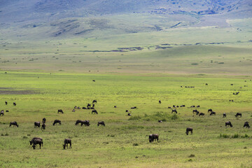 Wildebeest Herd Grazing in Ngorongoro Crater Grasslands