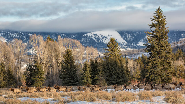 USA, Wyoming, Grand Teton National Park, Jackson. Panoramic view of elk traveling near the Gros Ventre River