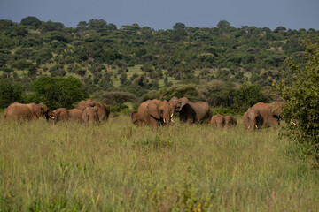 Herd of African Elephants Grazing in Savannah Landscape