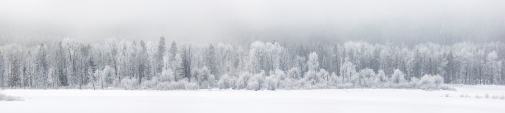 USA, Wyoming, Jackson. Grand Teton National Park, Panoramic view of frost-covered trees on a foggy morning at Oxbow Bend