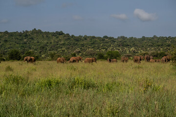 Herd of African Elephants Grazing in Savannah Landscape