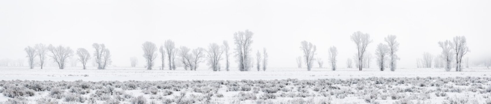 USA, Wyoming, Jackson. Grand Teton National Park, Panoramic view of fog and frost-covered cottonwood trees along Antelope Flats Road