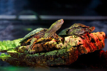 Descanso de Tortugas Acu&aacute;ticas: Compa&ntilde;eros en su H&aacute;bitat