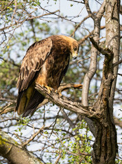 Tawny Eagle Perched on Tree Branch in Savanna Habitat