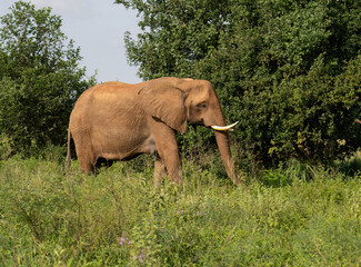 Fototapeta premium African Elephant Grazing in Verdant Grassland Habitat