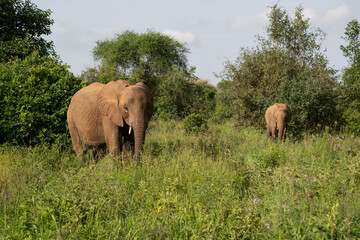 Obraz premium African Elephants Grazing in Savanna Landscape