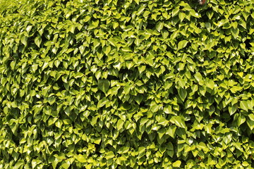 green leaves background