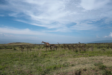Giraffes Grazing in African Savannah Under Expansive Sky