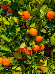 Vibrant Orange Tangerines Growing on Tree with Lush Green Leaves Under Sunlight, Fresh Citrus Fruit on Branches in Orchard, Healthy Organic Food Concept, Summer Harvest Garden Scene