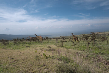 Giraffes Grazing in African Savannah Under Expansive Sky