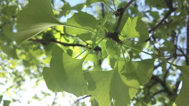 Close-up of green leaves illuminated by the bright spring sunlight in backlit, swaying in the breeze, the Maidenhair Tree, Ginkgo biloba 