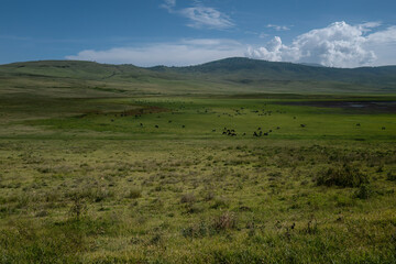 Obraz premium Herd of Wildebeest Grazing in African Savanna Landscape
