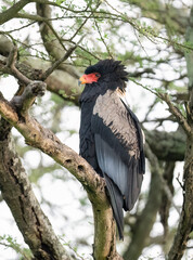 Bateleur Eagle Perched on Tree Branch in African Savanna