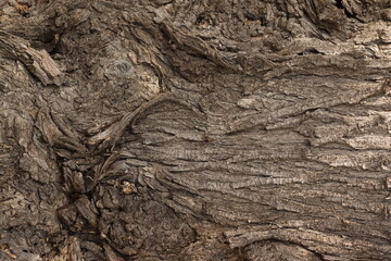 Tree bark background. tree bark close up, tree bark texture