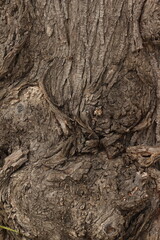 Tree bark background. tree bark close up, tree bark texture