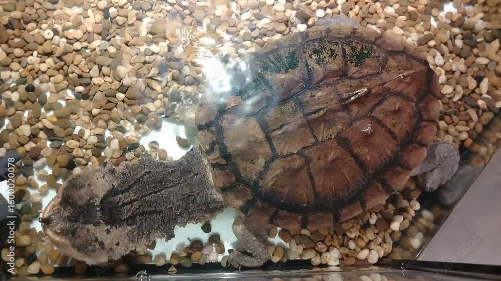Aufkleber calm and serene aquatic wildlife large turtle with unique shell pattern resting on pebbles in clear 