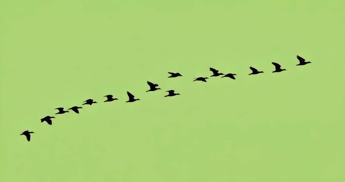 Silhouetted birds flying in precise arrowhead formation across a green sky, concept of unity, migration, and natural symmetry