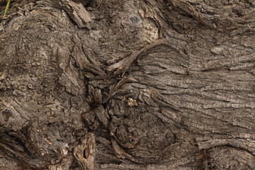 Tree bark background. tree bark close up, tree bark texture