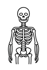 vector illustration of a skeleton