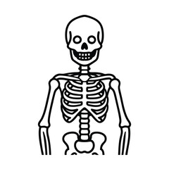 human skeleton