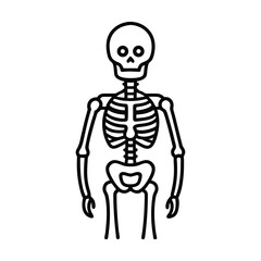 3d rendered illustration of human skeleton