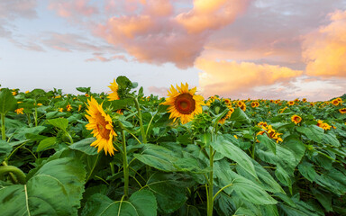 Golden yellow sunflowers in a beautiful large agricultural field at sunset.