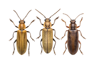 Rice stem borer insects on white background