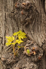 Small leaves grow from the tree trunk bark