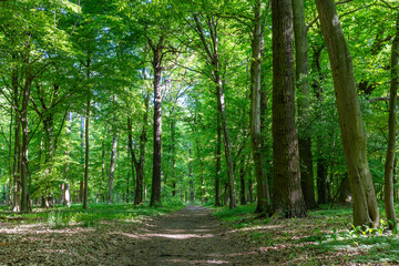 Ein wundersch&ouml;ner, naturbelassener Wald in Deutschland