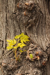 Small leaves grow from the tree trunk bark