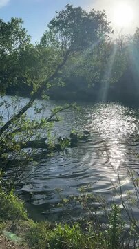 ducks in afternoon light